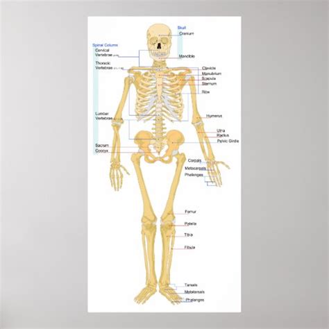 Diagram Of A Human Female Skeleton Front View Poster Uk