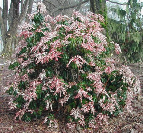 Pieris Japonica ‘dorothy Wycoff Plants Direct Victoria Bc