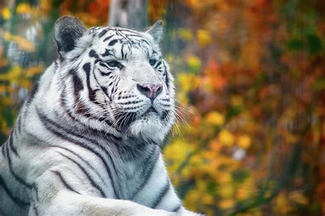 White Tiger Portrait Photograph By Zita Stankova Fine Art America