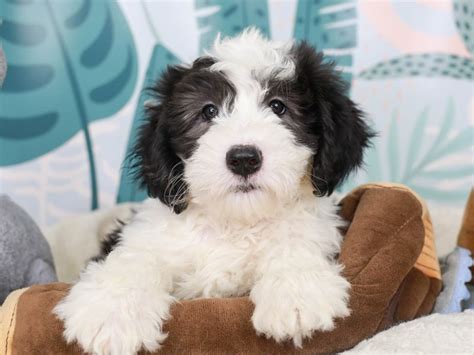 Mini Sheepadoodle Dog Female Grwh 2803870 Animal Kingdom Puppies N Love