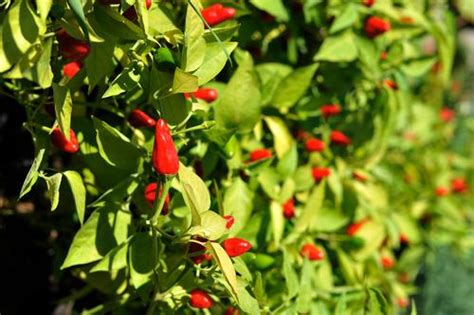 Hawaiian Chili Pepper Variety Pack