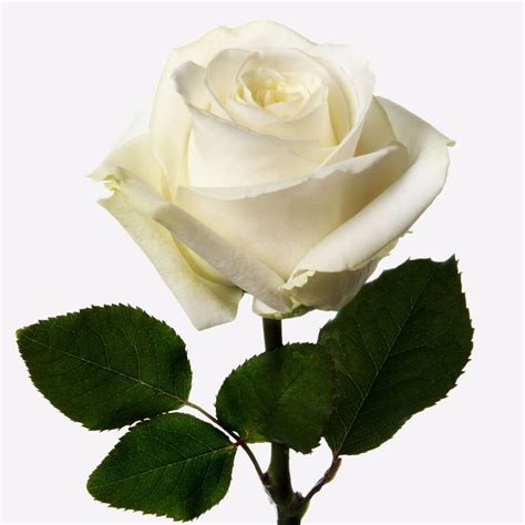 Imagen 200 Precio De Rosas Blancas Spanish Abzlocalmx