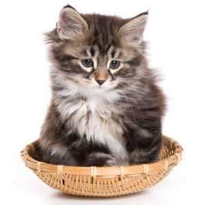 Sometimes, they come from an owner surrender. Siberian Cat Kittens For Sale by Reputable Breeders ...