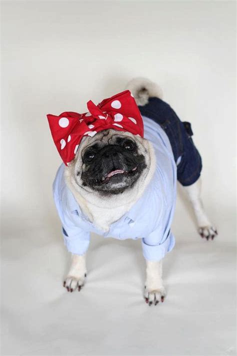 26 Costumes That Prove Pugs Always Win At Halloween Pet Costumes