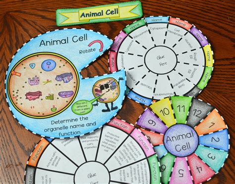 Math In Demand Animal Cell Foldable