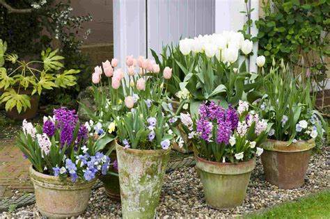 30 Flowering Container Garden Ideas