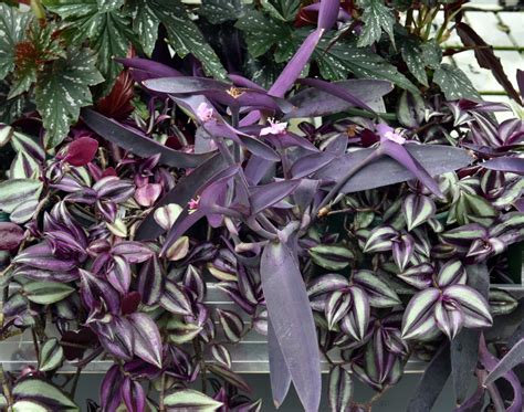 Why Do Some Plants Have Purple Leaves Otago Daily Times Online News