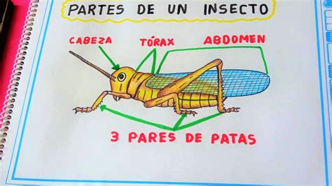 Vacunaci N Observaci N Apetito Imagenes De Las Partes De Un Insecto