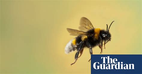 Bee Killing Pesticides Quietly Permitted By The Uk Government
