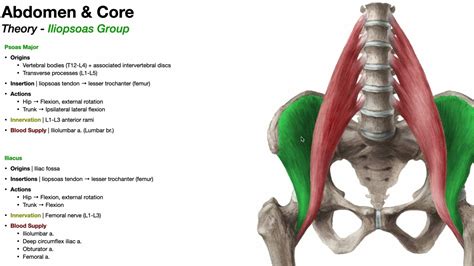 Posterior Abdominal Wall Part 1 Iliopsoas Psoas Major And Iliacus