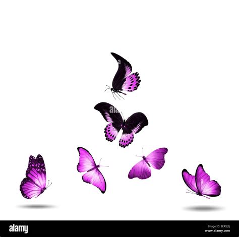 Flock Of Pink Butterflies Isolated Against A White Background Stock