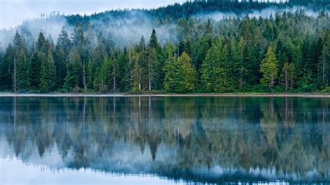 Reflection On The Lake Pine Forest Fog Hd Desktop Wallpaper Laptop