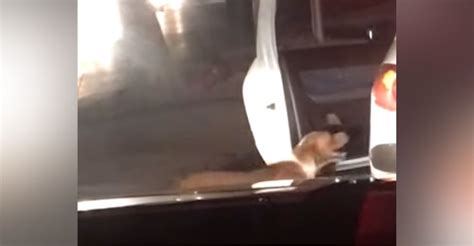 graban a la mujer que abrió la puerta de su auto tras percatarse de un perrito necesitado