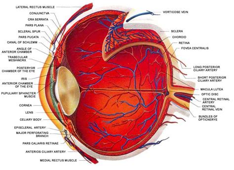 Eye Structure And Function