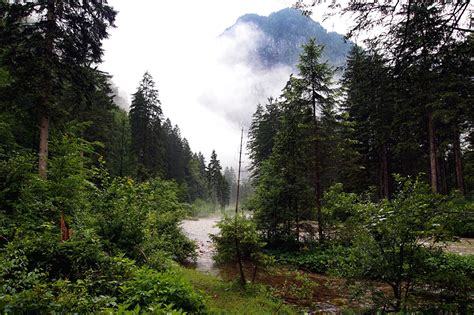 Fondos De Pantalla Bosques Austria Ríos árboles Naturaleza Descargar