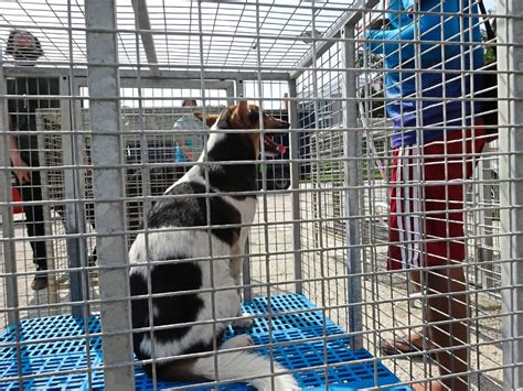 Second Chance Animal Shelter Malaysia Isaac Peake
