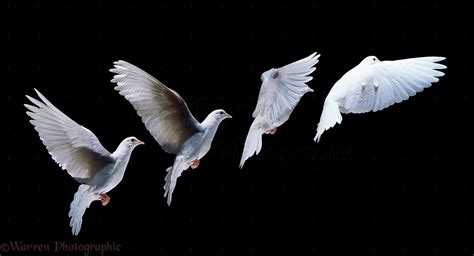 White Dove In Flight Multiple Exposure Photo Wp11580