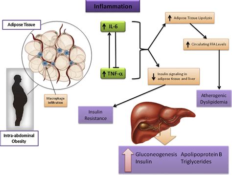 Adipose Tissue As An Endocrine Organ Clinics In Liver Disease