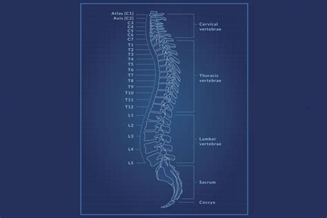 The Spinal Cord Anatomy