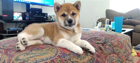 Check spelling or type a new query. Shiba Inu Puppies For Sale | Las Vegas, NV #327493