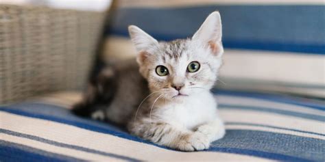 20 Cute Cat Names — Adorable Boy And Girl Kitten Names