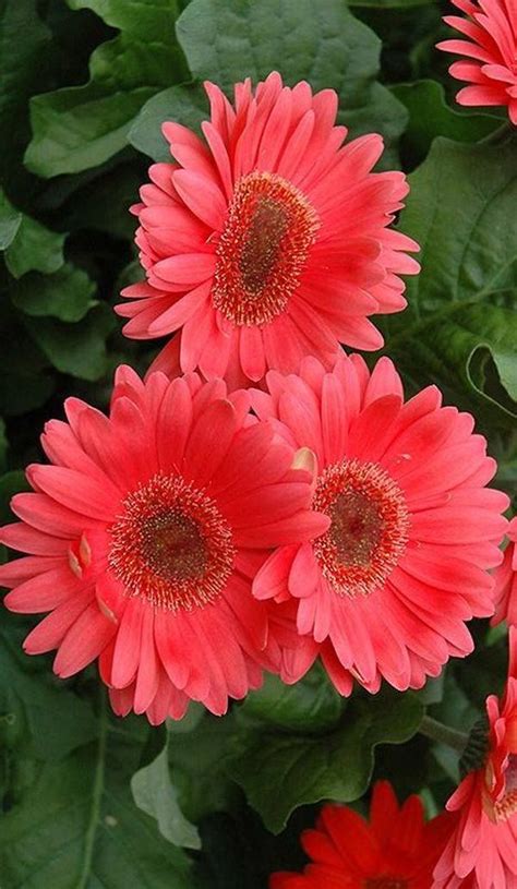 Gerbera O Floare Superba Ce Ne Impodobeste Gradinile