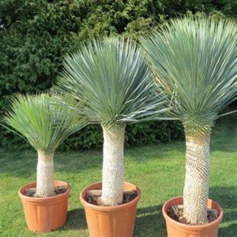 Yucca Rostrata 10 Seeds Blue Beaked Yucca Hardy To Severe Etsy