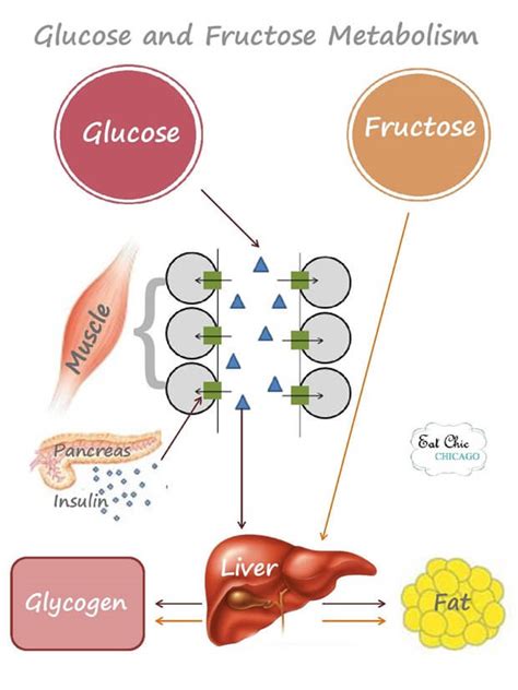 Find out what their different functions are in the body. FD Healthy: Sugar & How it Affects Our Bodies! - First ...