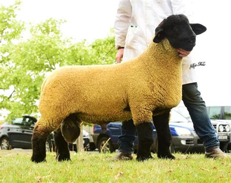 Top Three Most Expensive Sheep Of 2018 Premium