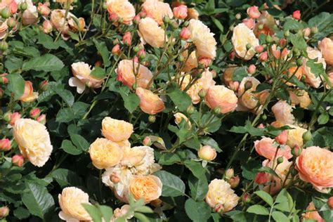 Rose Eveline Wild® Luberade