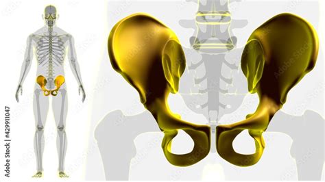 Human Skeleton Hip Or Pelvic Bone Anatomy For Medical Concept Stock