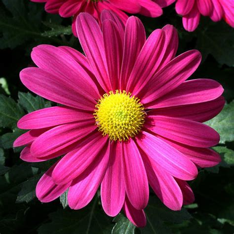 Daisies are considered a perpetually sunny flower. Pink Gerbera Daisy Flower at Rs 20/piece | Michaelmas ...