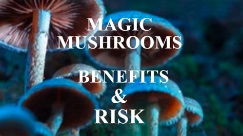 Unlocking The Potential Benefits And Risks Of Magic Mushrooms Budgame