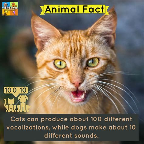 Animal Fact Cats Can Produce About 100 Different Vocalizations While