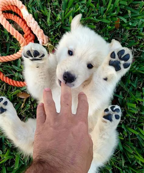 16 Adorable Photos Of Puppies That Look Like Bear Cubs