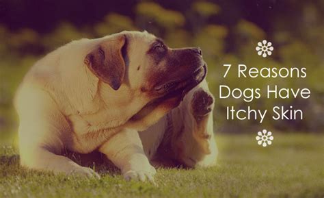 7 Reasons Dogs Have Itchy Skin Biologicvet Usa