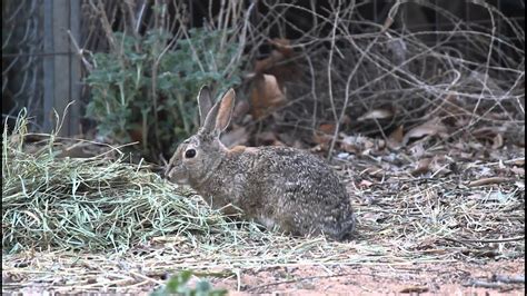 Wild Cottontail Rabbit Feeding Youtube