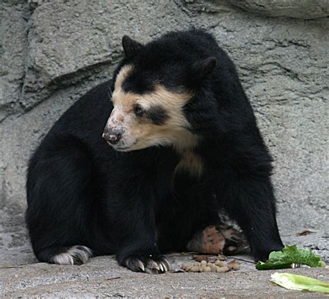 Abes Animals Spectacled Bear