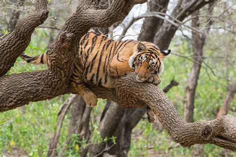 Transhu Bengal Tiger Habitat Zoo