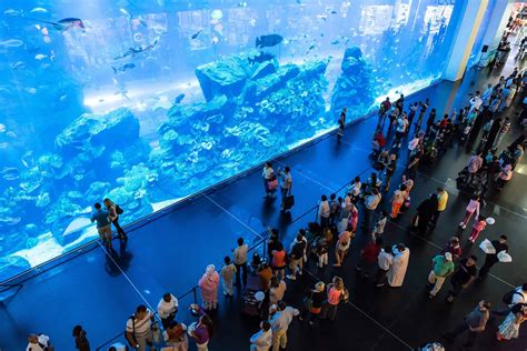 Aquarium Dubaï Prix Horaires Billets Et Bons Plans Pour La Visite