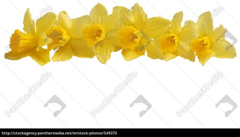 Påskeliljer hvor lenge blomstrer påskeliljer i krukke? påskeliljer blomster med fritlægningskurve - Royalty Free Image - #549373 - PantherMedia ...