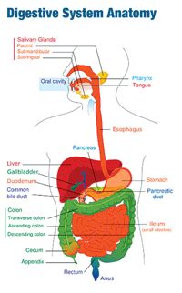 The digestive system is made up of the digestive tract and other organs that help the body break down and absorb food. The Digestive System: Part I