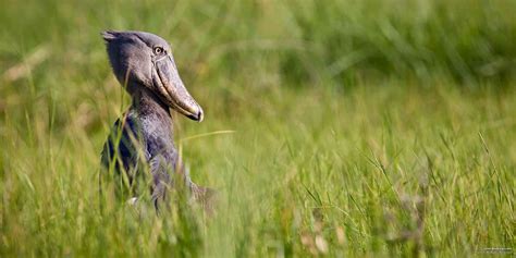 5 Fascinating Facts About The Shoebill Safaribookings