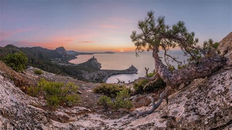 Crimea Landscape With Pine Tree And Sea Rock During Dawn