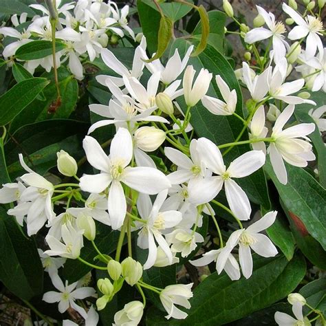 There is no earth in the column itself. Clematis armandii - Fragrant Evergreen Spring Flowering ...