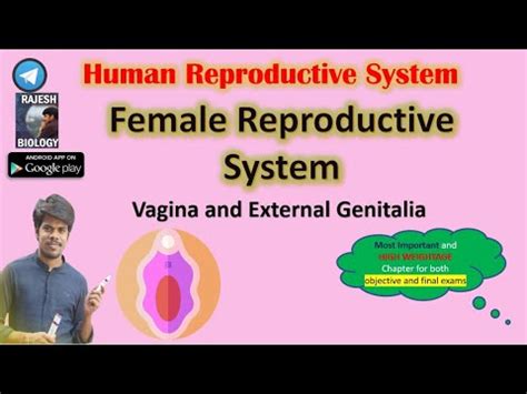Female Reproductive System External Genitalia Vagina Vulva