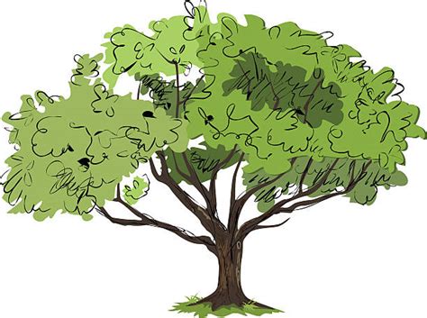 Clip Art Of Shade Trees Stock Photos Pictures And Royalty Free Images