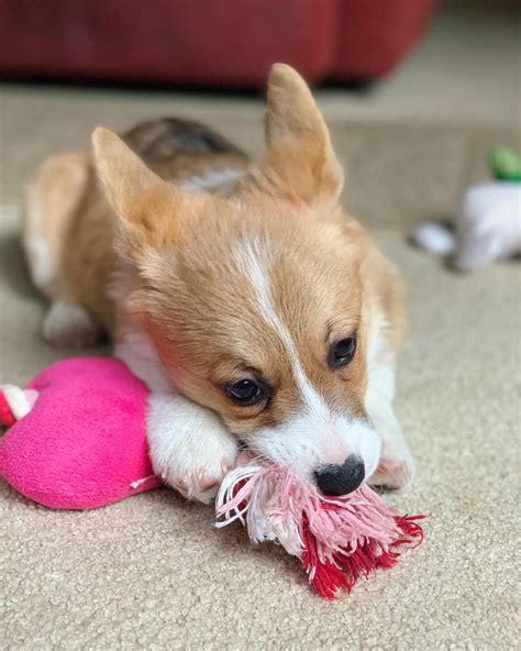 Please share it and subscribe! Pembroke Welsh Corgi Puppies For Sale | Tallahassee, FL #293463