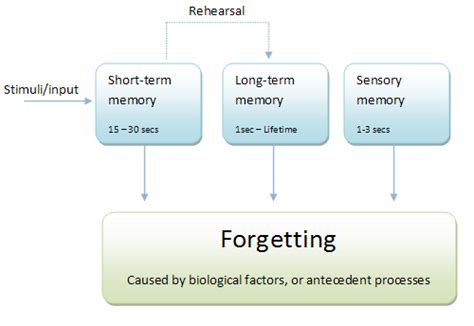 Their model was originally called. Multi-store model of memory - populationthesis.x.fc2.com
