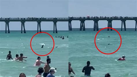 Shark Shocks Swimmers At Florida Beach
